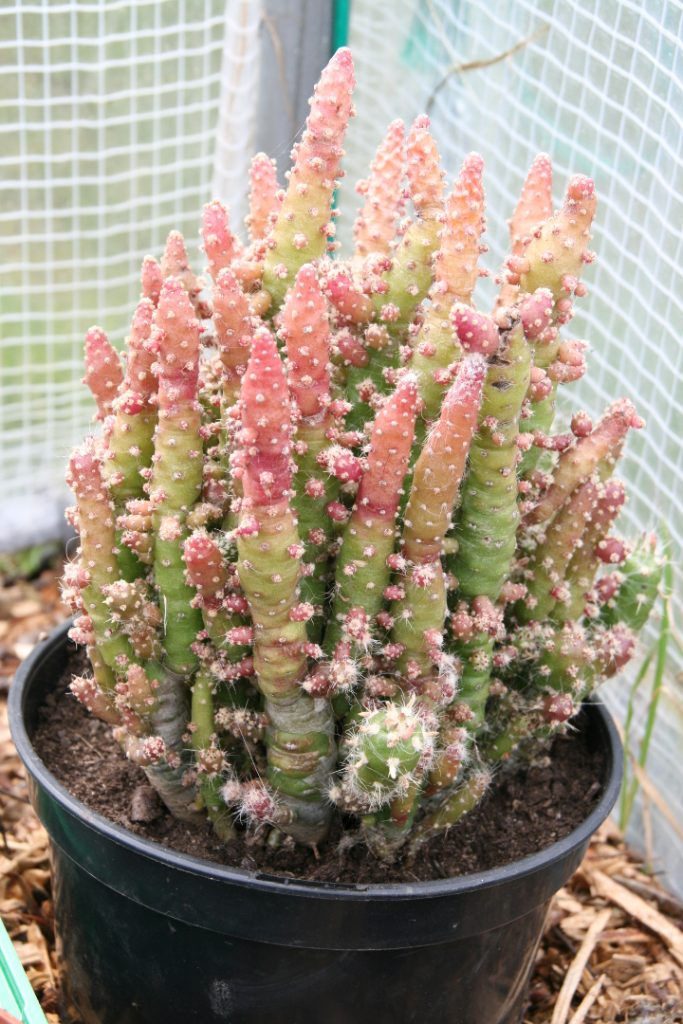 10 plantas suculentas resistentes a las heladas