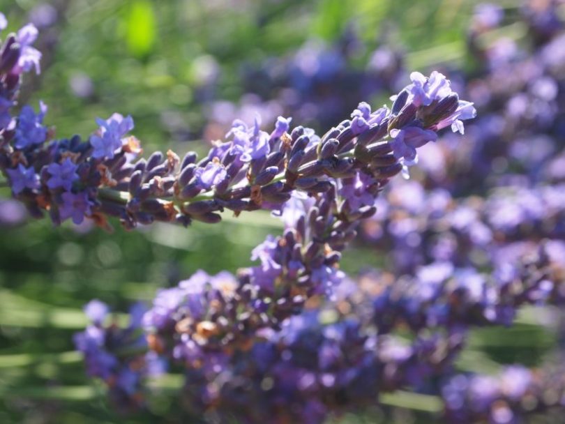 Lavendel - mehrjährig ohne Gießen